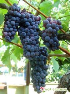 Виноград Черный жемчуг в Южно-Сахалинске