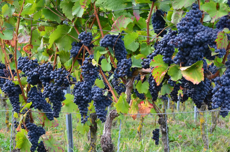Виноград Ливадийский черный (2) в Южно-Сахалинске