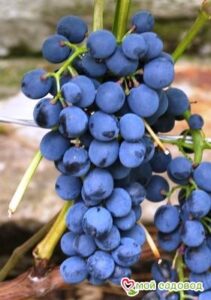 Виноград Магия в Южно-Сахалинске