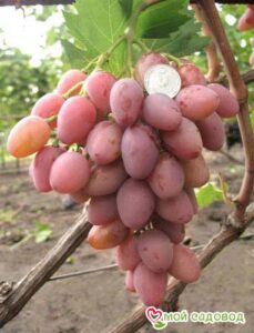 Виноград Днестровский розовый в Южно-Сахалинске