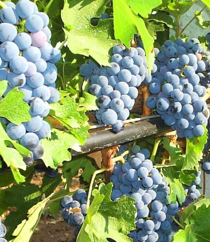 Виноград Одесский черный (3) в Южно-Сахалинске