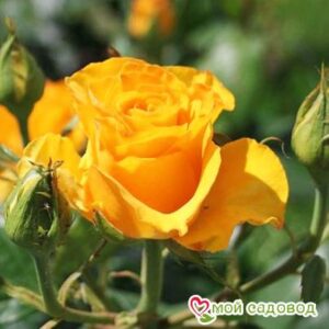 Роза Ландора в Южно-Сахалинске