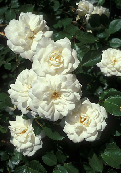 Роза Белый каскад (2) в Южно-Сахалинске