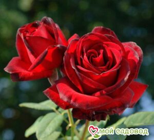 Роза чайно-гибридная Мадам Дельбар в Южно-Сахалинске
