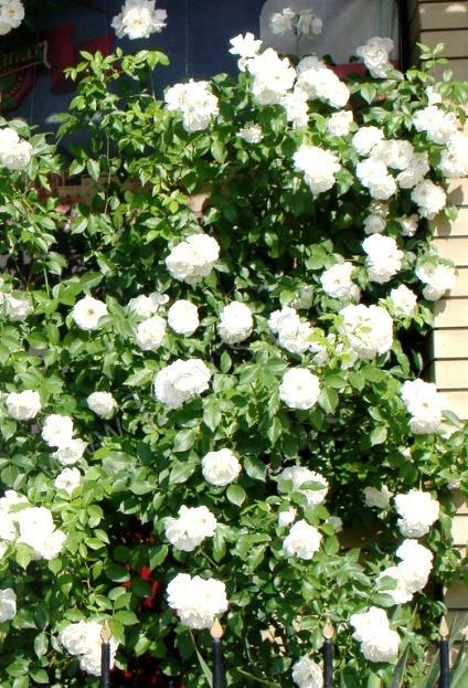 Роза Белый каскад (3) в Южно-Сахалинске