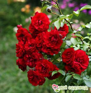 Роза плетистая Амадеус в Южно-Сахалинске