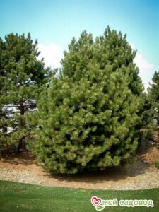 Сосна Чёрная (Pinus Nigra) в Южно-Сахалинске