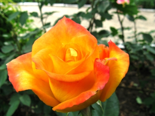 Роза Огненный Дракон (3) в Южно-Сахалинске