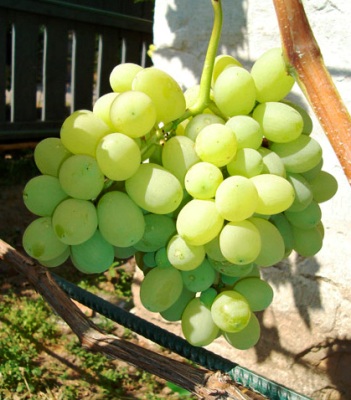 Виноград Лора (3) в Южно-Сахалинске