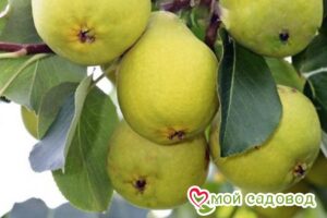 Груша Свердловчанка в Южно-Сахалинске