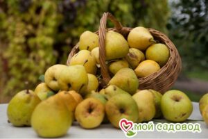 Груша Карамельная Осенняя в Южно-Сахалинске