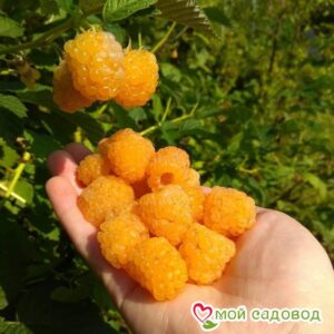 Малина Голден Квин в Южно-Сахалинске