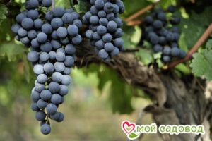 Виноград Ливадийский черный в Южно-Сахалинске