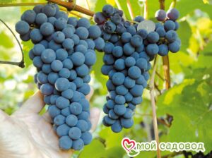 Виноград Амурский синий в Южно-Сахалинске