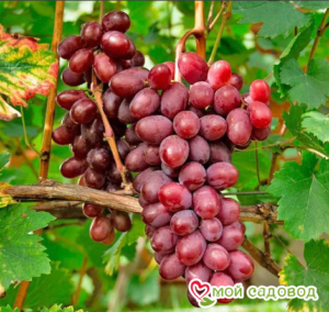Виноград Виктория винная в Южно-Сахалинске