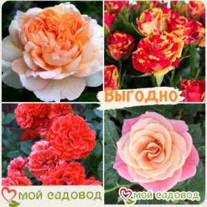 Комплект роз! Роза плетистая, спрей, чайн-гибридная и Английская роза в одном комплекте в Южно-Сахалинске