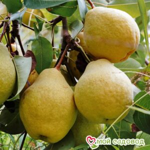 Груша Мария в Южно-Сахалинске